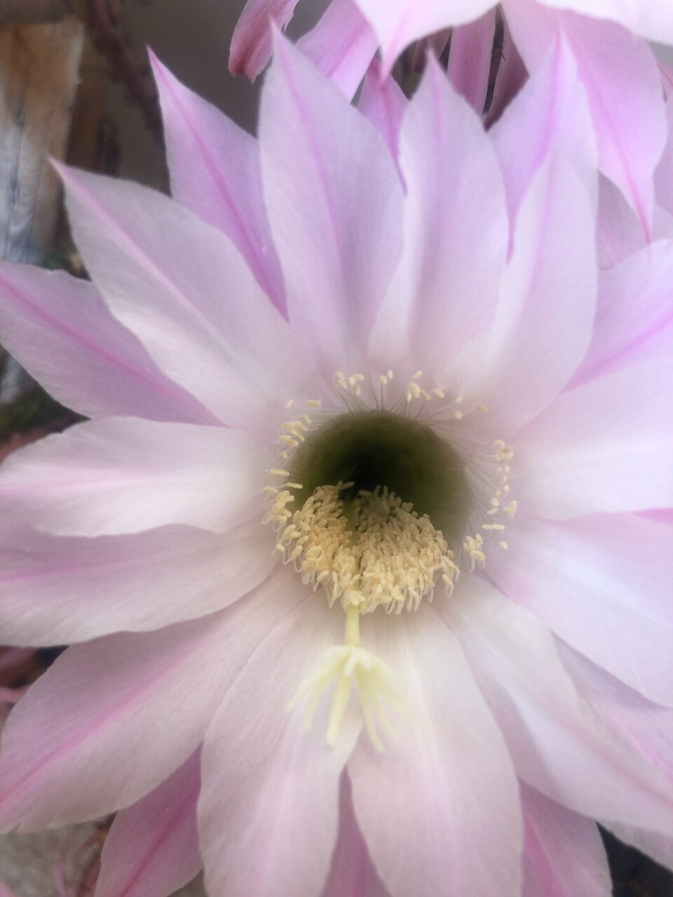Echinopsis oxygona